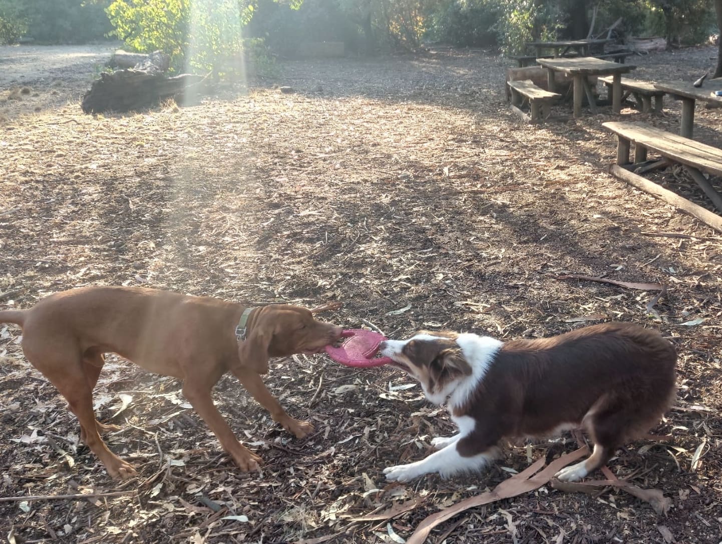 Two dogs playing tug-of-war in the park
