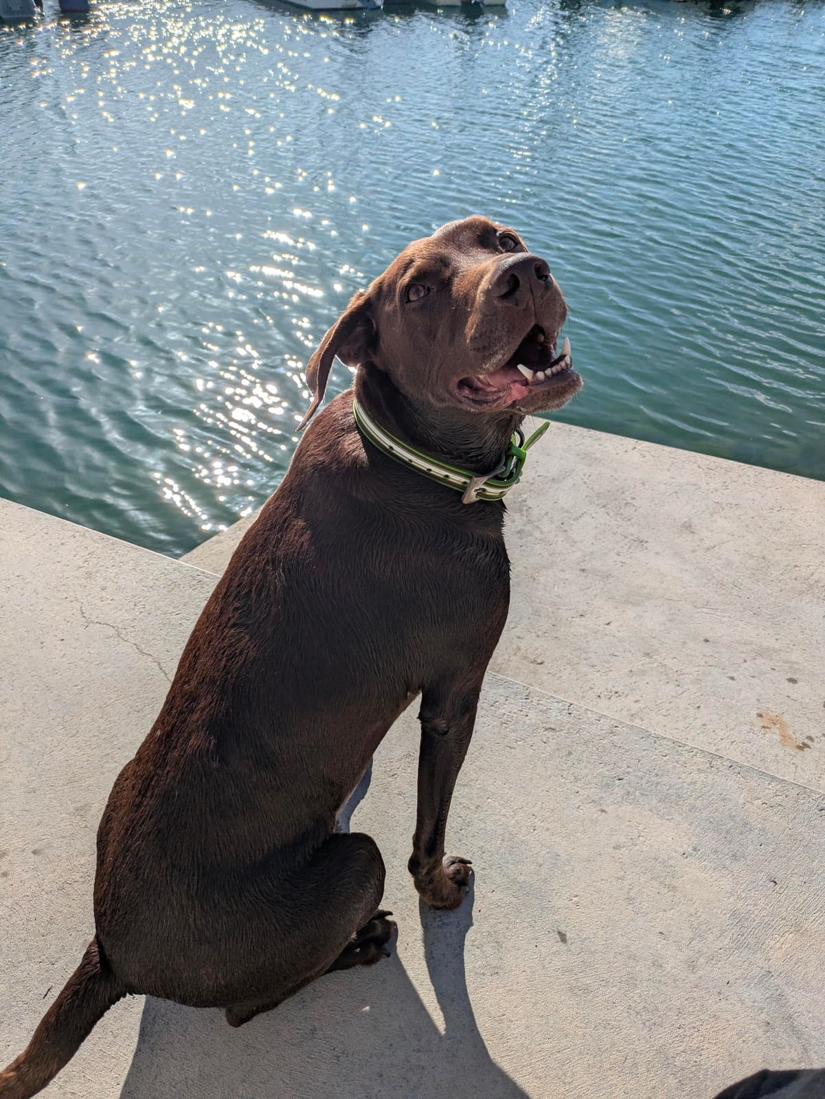 Brown dog sitting by the water