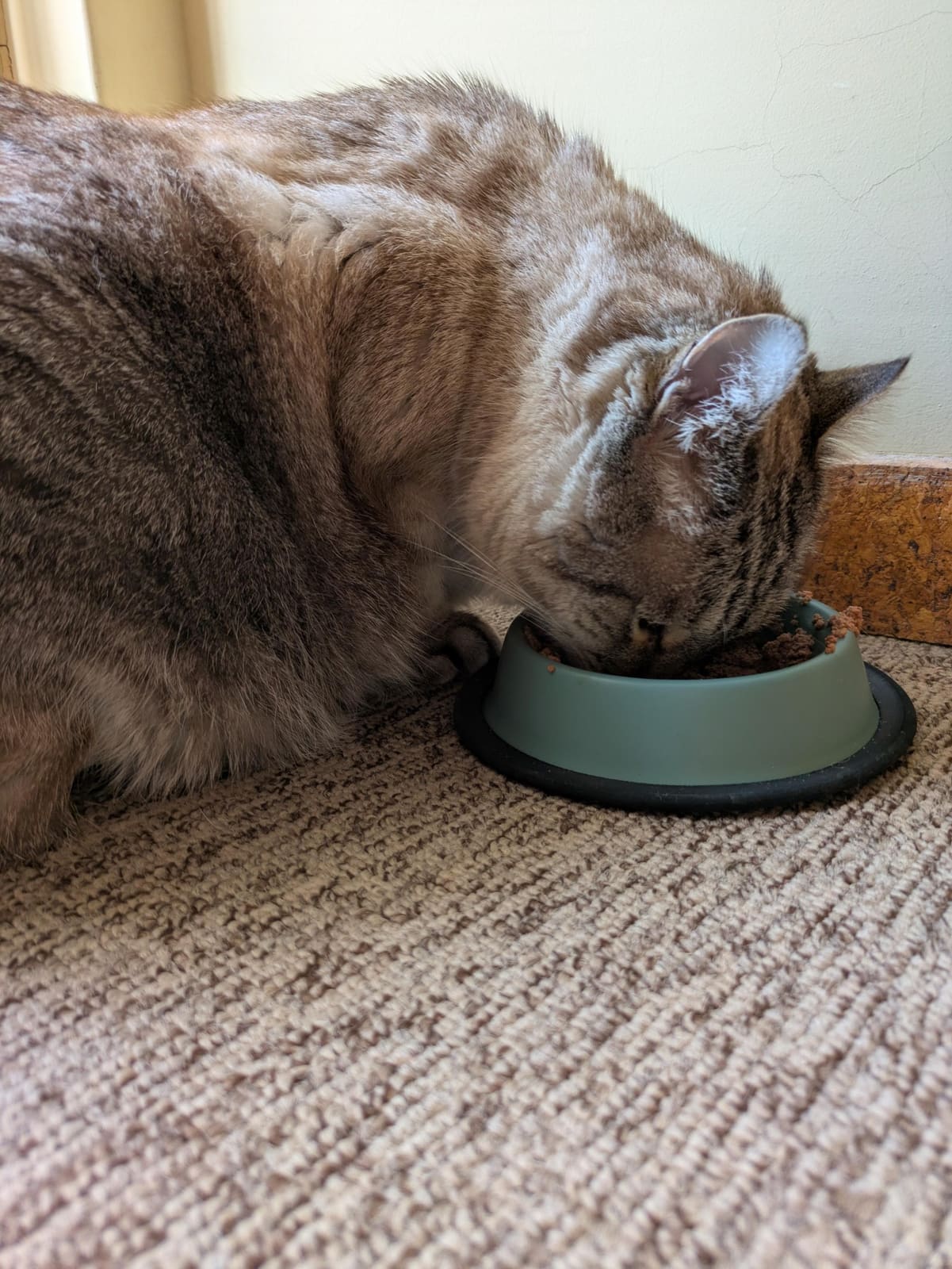 Cat eating from its bowl