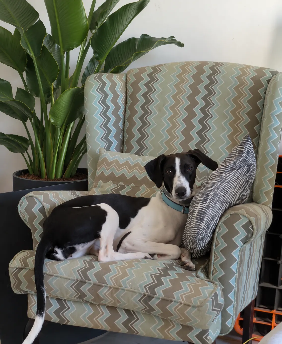 Dog resting on a patterned armchair, cared for by Kokoa's Kindred Souls