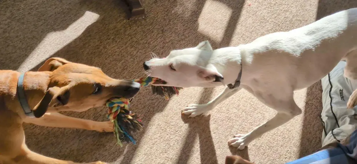 Two dogs playing tug-of-war with a rope toy