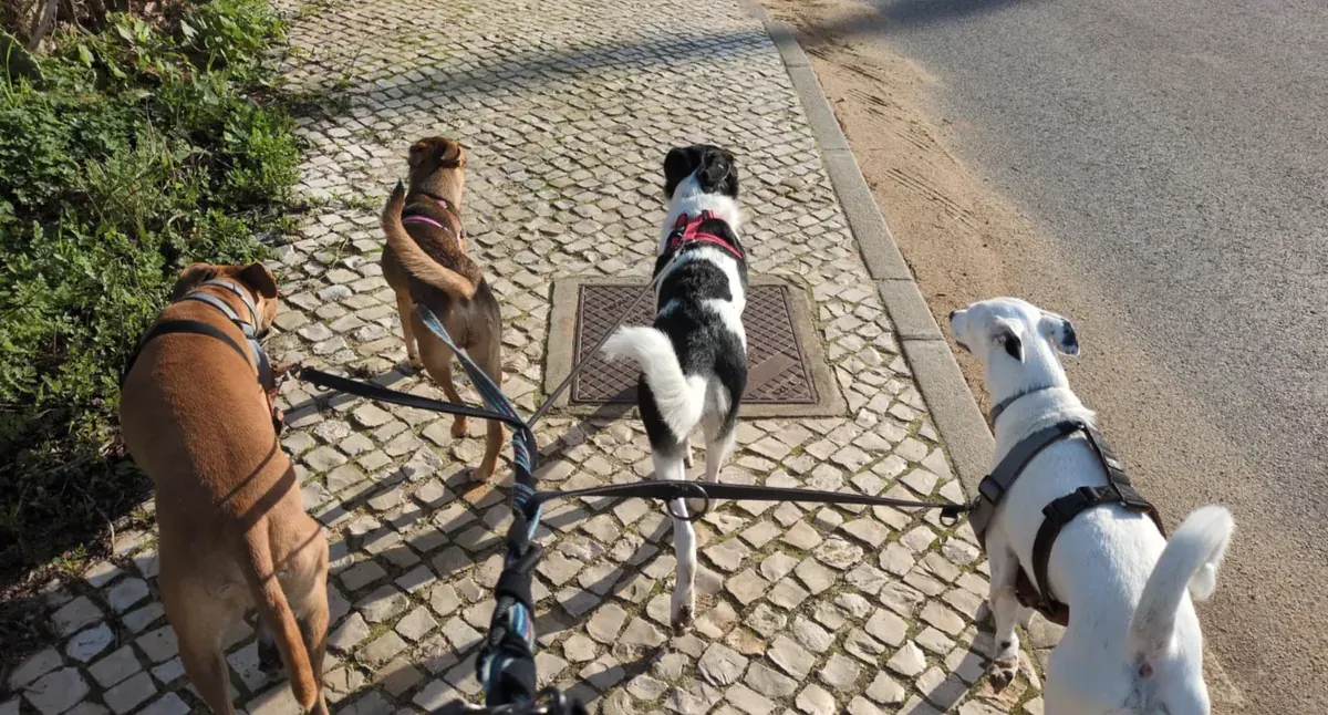 Four dogs on leashes walking along a cobbled street